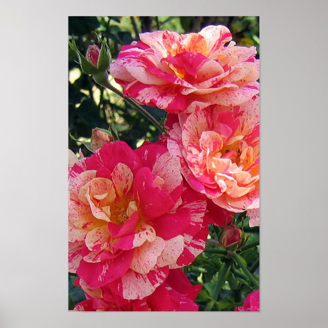 Pink and White Striped Roses Floral Art Poster (Front)