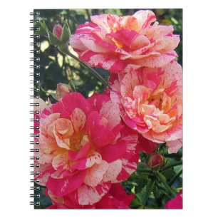 Pink and White Striped Roses Floral Art Small Notebook