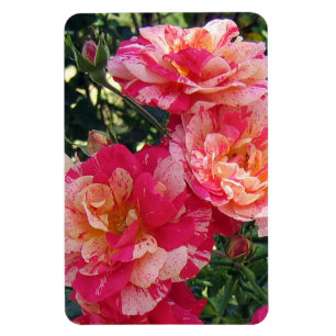 Pink and White Striped Roses Magnet