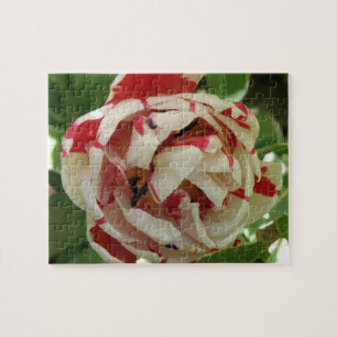 Pink and White Tulip Puzzle