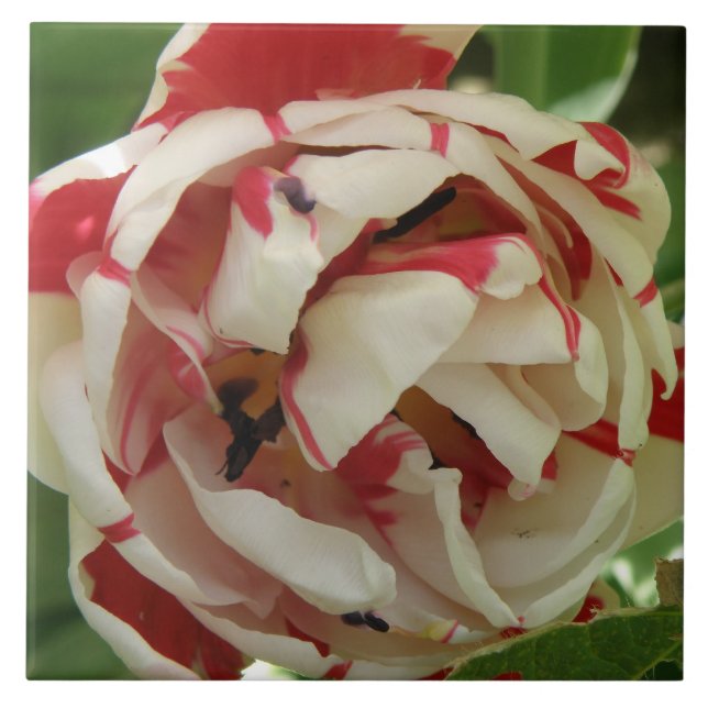 Pink and White Tulip Tile (Front)