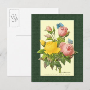 Pink and Yellow Botanical Roses Blank Postcard