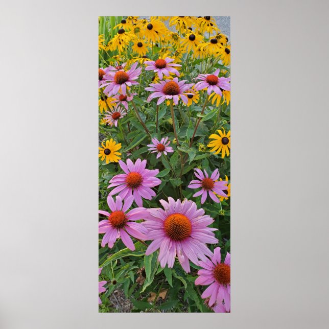 Pink and Yellow Cone Flowers Nature Photography Poster (Front)