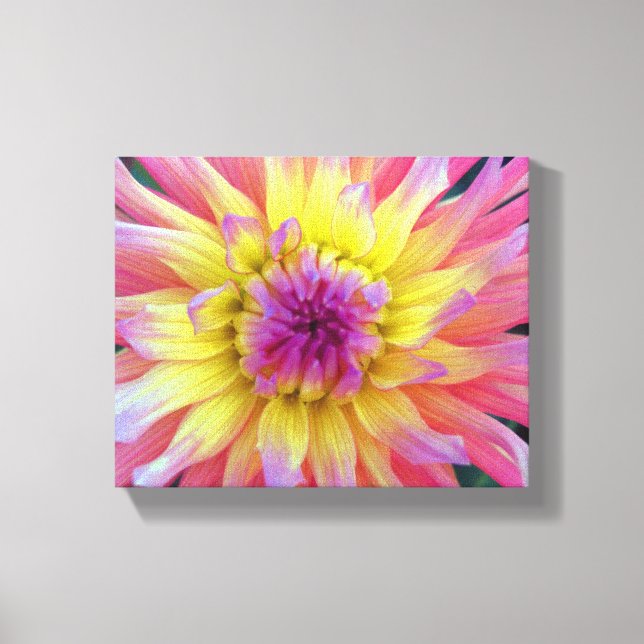 Pink and Yellow Dahlia Canvas Print (Front)