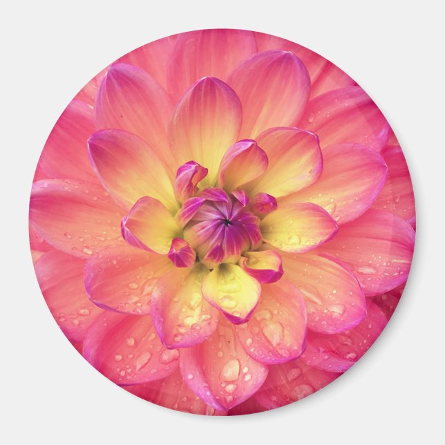 Pink and yellow dahlia flower magnet (Front)