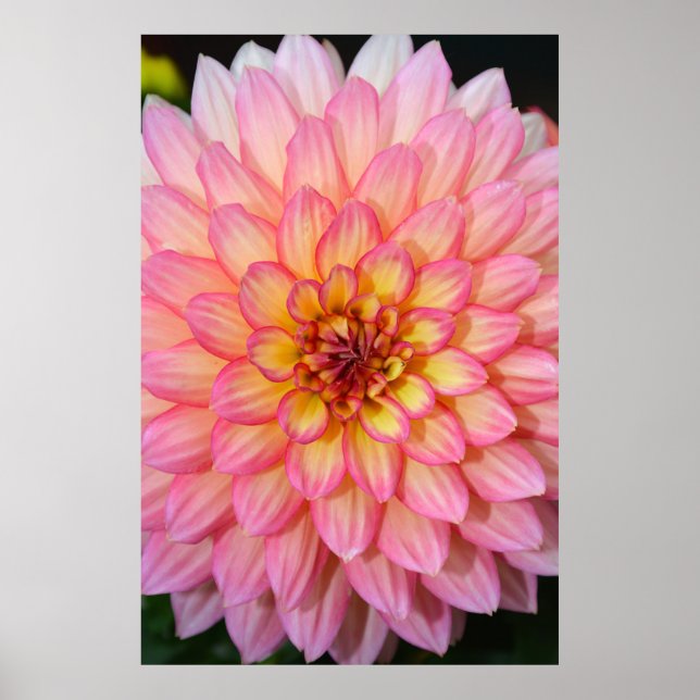 Pink and yellow dahlia flower print poster (Front)