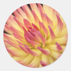 Pink and yellow dahlia print classic round sticker