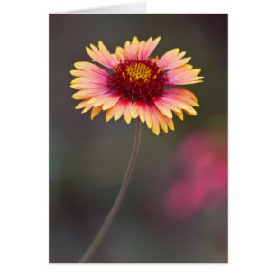 Pink and Yellow Desert Daisy