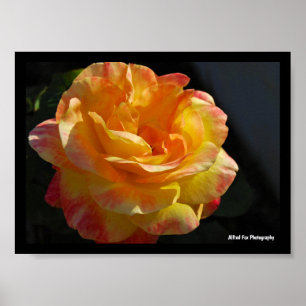 Pink and Yellow Floral Rose Poster