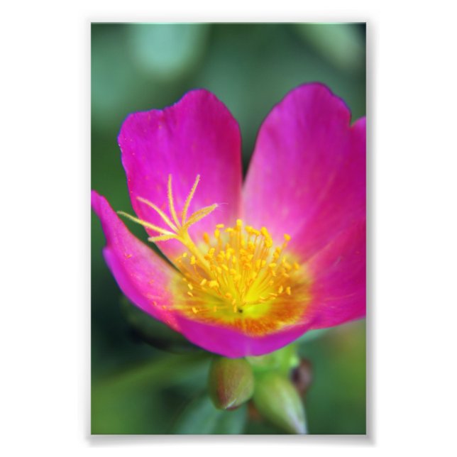 Pink and Yellow Flower Photo Print (Front)