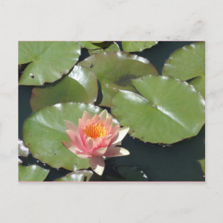 Pink and Yellow Flower Postcard