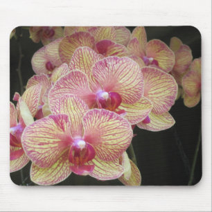 Pink and Yellow Moth Orchid Mousepad