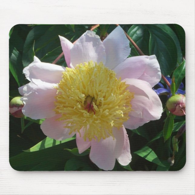Pink and Yellow Peonies Beautiful Floral Mouse Mat (Front)