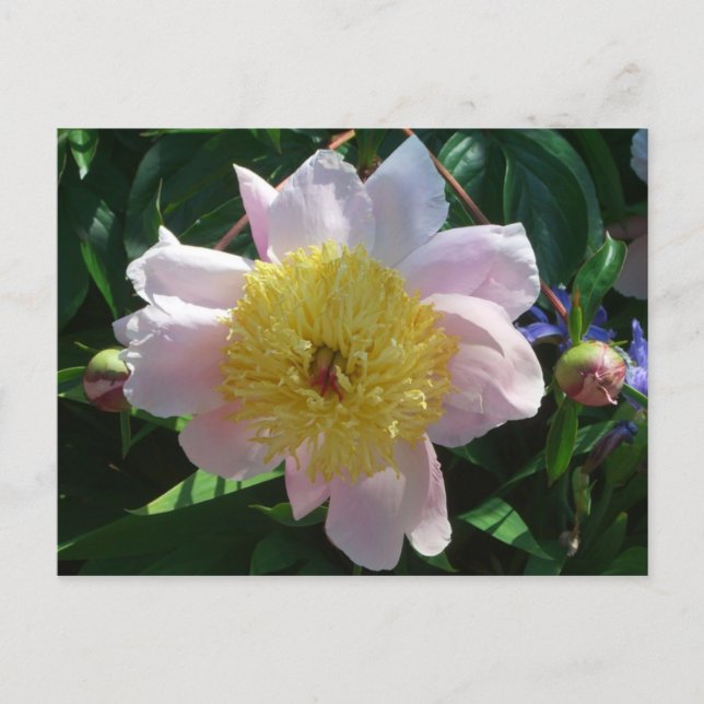 Pink and Yellow Peonies Beautiful Floral Postcard (Front)