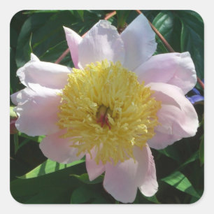 Pink and Yellow Peonies Beautiful Floral Square Sticker
