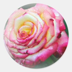 Pink and Yellow Rose Classic Round Sticker