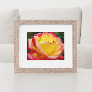 Pink and Yellow Rose Floral Photographic Poster