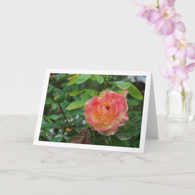 Pink and Yellow Rose Flower Portrait Card (Orchid)