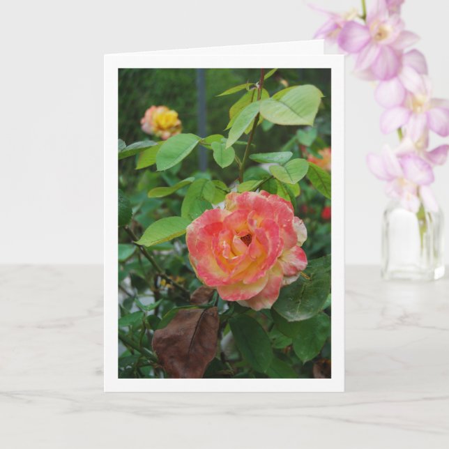 Pink and Yellow Rose Flower Portrait Card (Orchid)
