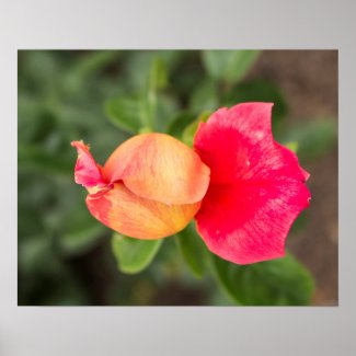 Pink and yellow rose poster