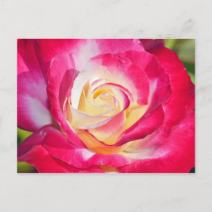 Pink and yellow rose print postcard
