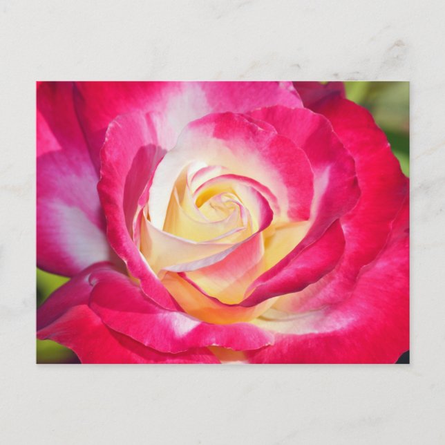 Pink and yellow rose print postcard (Front)