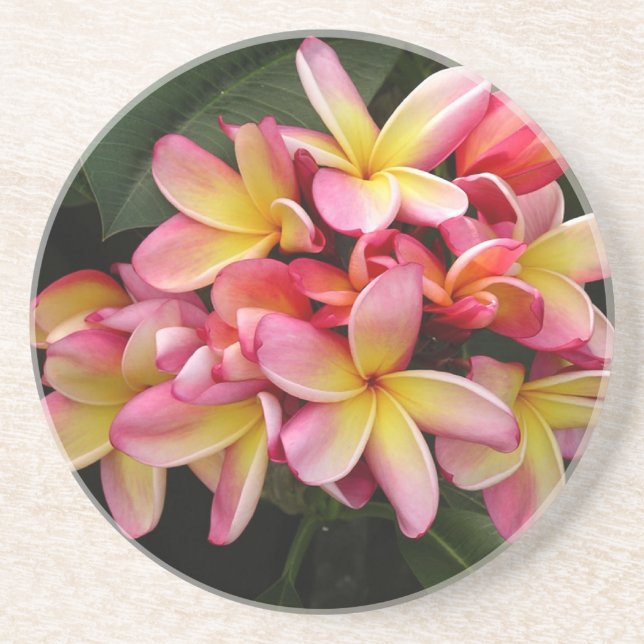 Pink and Yellow Tropical Plumeria Flowers Coaster (Front)