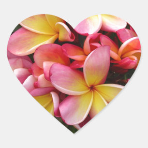 Pink and Yellow Tropical Plumeria Flowers Heart Sticker