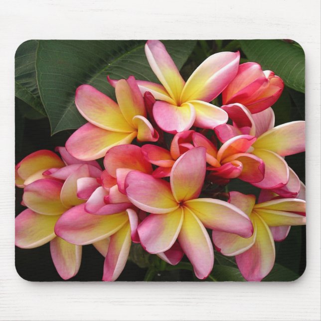 Pink and Yellow Tropical Plumeria Flowers Mouse Mat (Front)