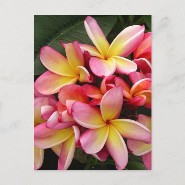 Pink and Yellow Tropical Plumeria Flowers Postcard (Front)