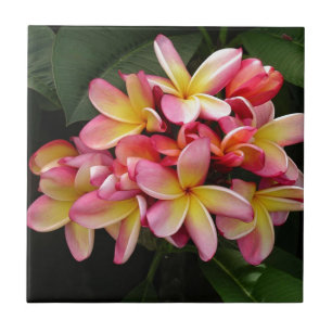 Pink and Yellow Tropical Plumeria Flowers Tile