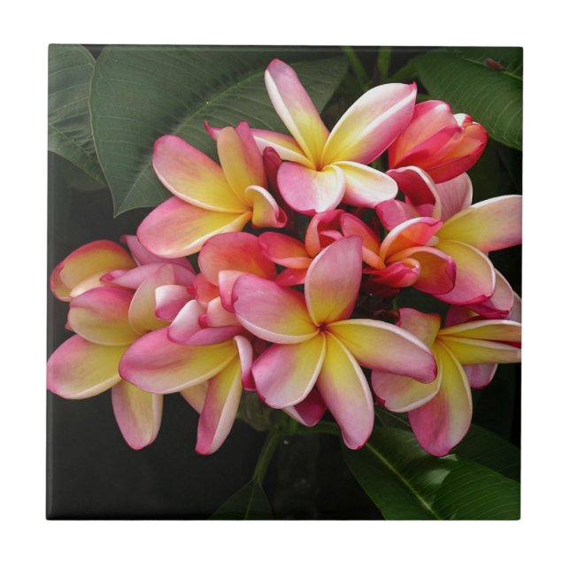Pink and Yellow Tropical Plumeria Flowers Tile (Front)