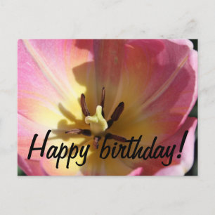 Pink and yellow tulip postcard