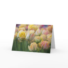 Pink and Yellow Tulips