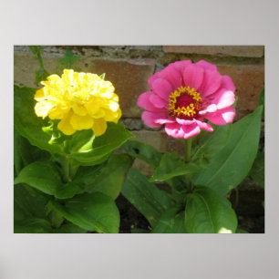 Pink and Yellow Zinnias Print