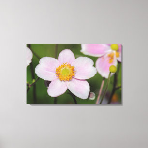 Pink Anemone Canvas Print