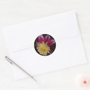 Pink Anemone Dahlia Bloom Floral Classic Round Sticker