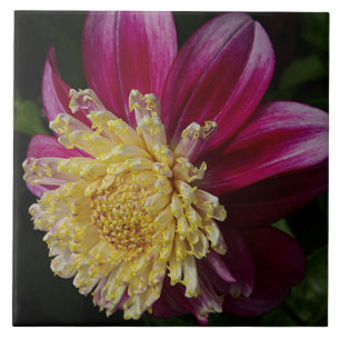 Pink Anemone Dahlia Bloom Floral Tile