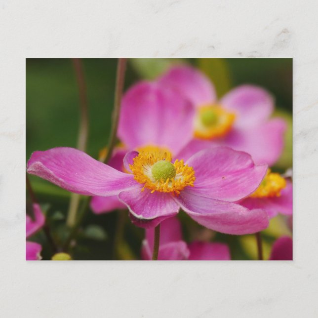 Pink Anemone Flower Postcard (Front)