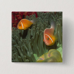 Pink Anemonefish in Magnificant Sea Anemone 15 Cm Square Badge
