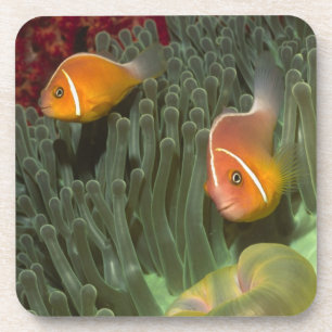 Pink Anemonefish in Magnificant Sea Anemone Coaster