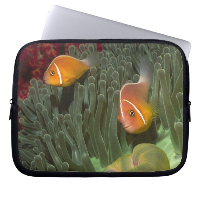Pink Anemonefish in Magnificant Sea Anemone Laptop Sleeve (Front)