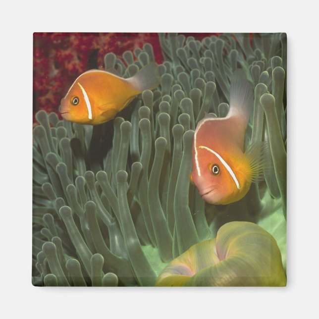 Pink Anemonefish in Magnificant Sea Anemone Magnet (Front)