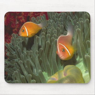 Pink Anemonefish in Magnificant Sea Anemone Mouse Mat