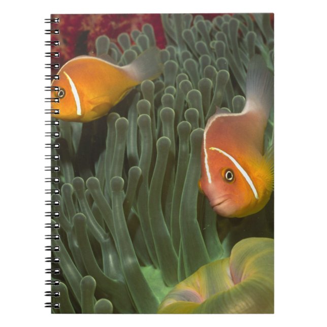Pink Anemonefish in Magnificant Sea Anemone Notebook (Front)
