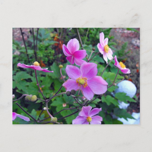 Pink Anemones Postcard (Front)
