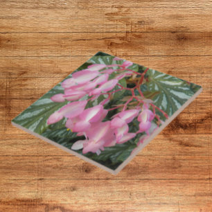 Pink Angel Wing Begonia Floral Tile