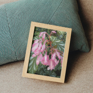 Pink Angel Wing Begonia Flowers Floral Photo Print