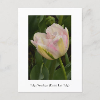 Pink 'Angelique' (Double Late Tulip) Postcard