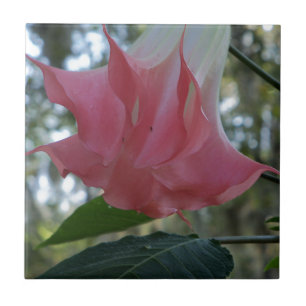 Pink Angels trumpet flower Tile